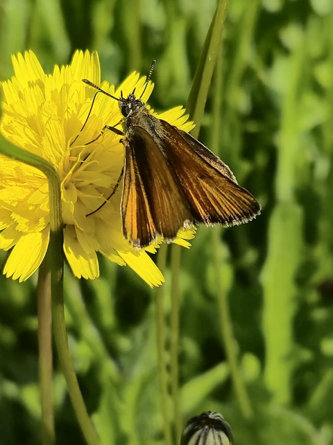 Thymelicus lineola - vonalas busalepke