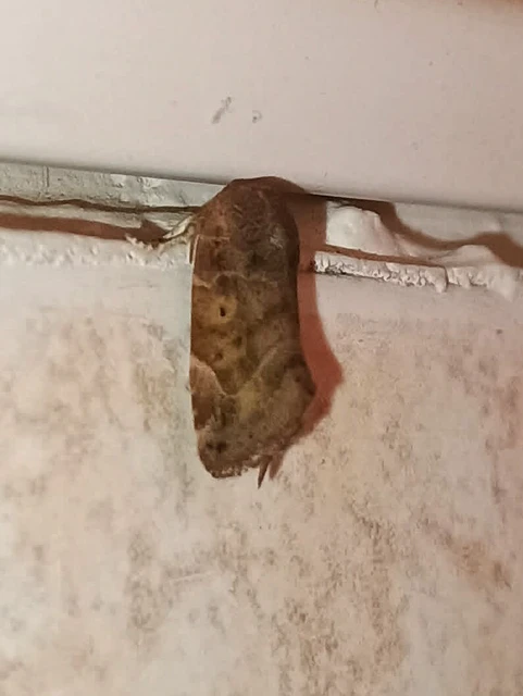 Cosmia affinis - barna lombbagoly