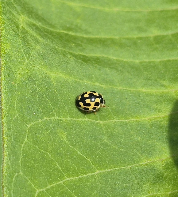 Propylea quatuordecimpunctata - tizennégypettyes füsskata