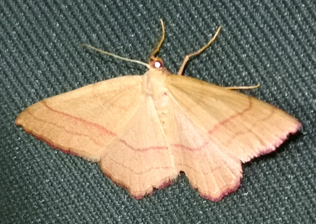 Rhodostrophia vibicaria - pirosszélű araszoló