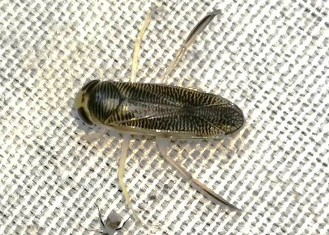 Corixidae - búvárpoloskák Corixidae - búvárpoloskák
