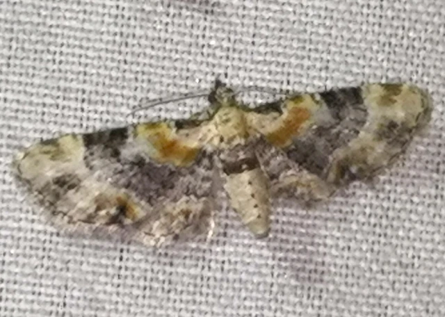 Eupithecia linariata - vonalas törpearaszoló