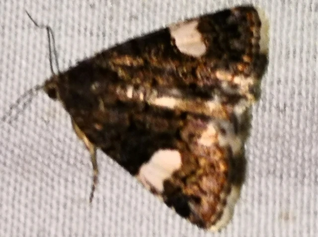 Tyta luctuosa - fekete nappalibagoly