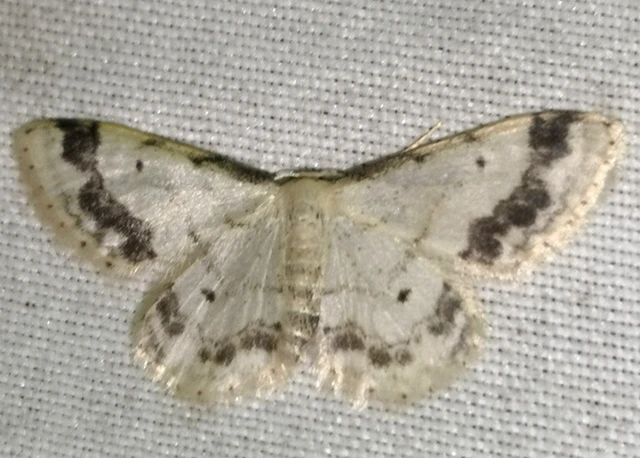 Idaea trigeminata - csúcsfoltos apróaraszoló