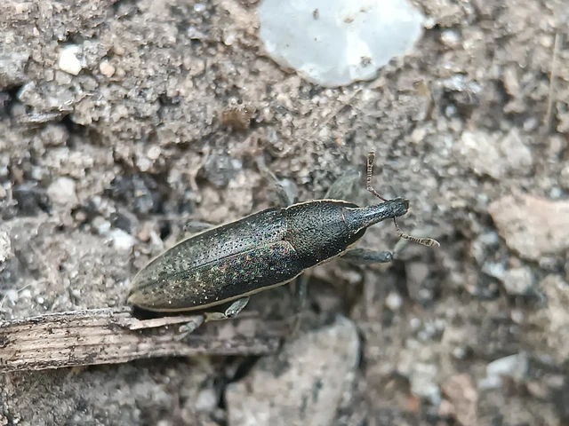 Lixus ochraceus - retek-dudvabarkó