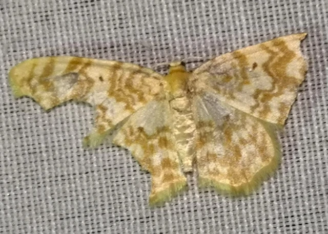 Hydrelia flammeolaria - narancssárga araszoló