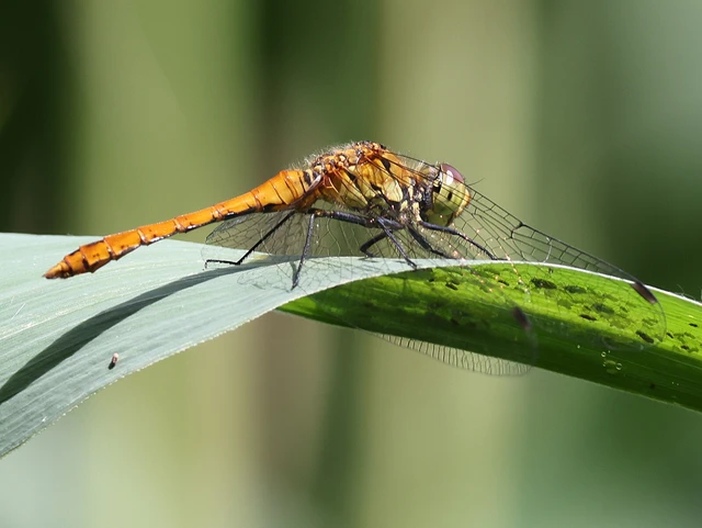 Sympetrum sanguineum - vörös katona-szitakötő