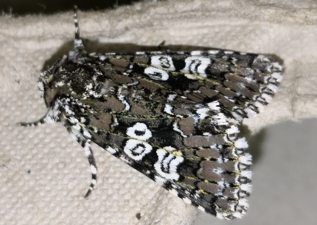 Lamprosticta culta - hármasfoltú bagoly