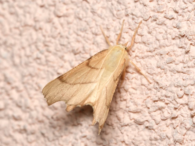 Ennomos erosaria - hársfa-levélaraszoló
