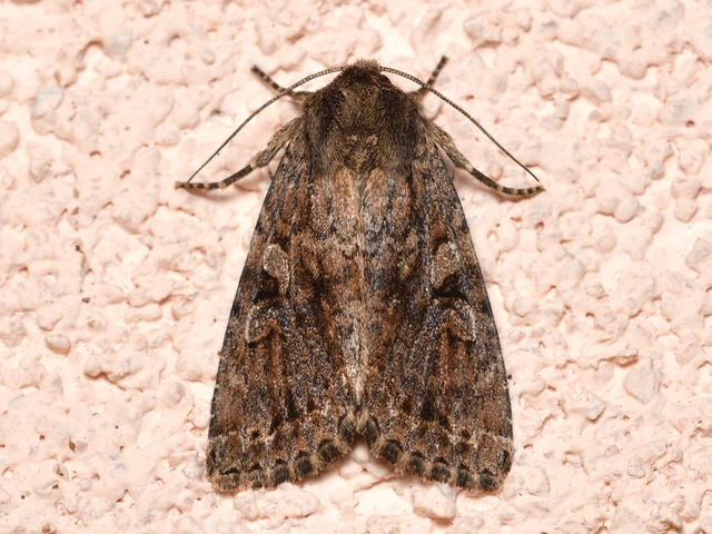 Apterogenum ypsillon - ipszilon-erdeibagoly