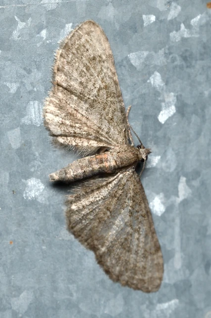 Eupithecia haworthiata - rozsdástestű törpearaszoló