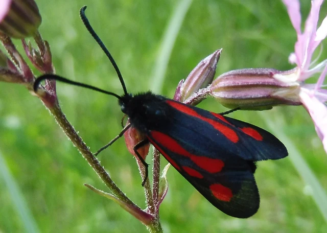 Zygaena osterodensis - ördögszem-csüngőlepke