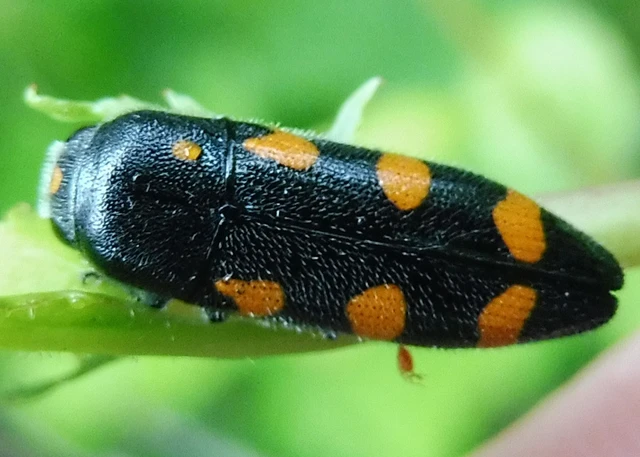 Ptosima undecimmaculata - sárgafoltos díszbogár