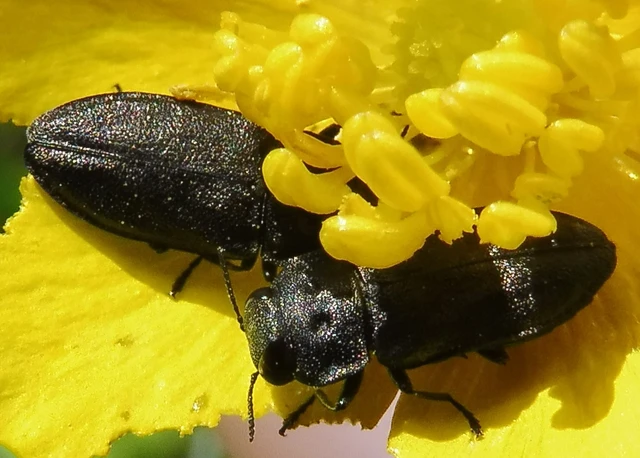 Anthaxia quadripunctata - fekete virágdíszbogár Anthaxia quadripunctata - fekete virágdíszbogár