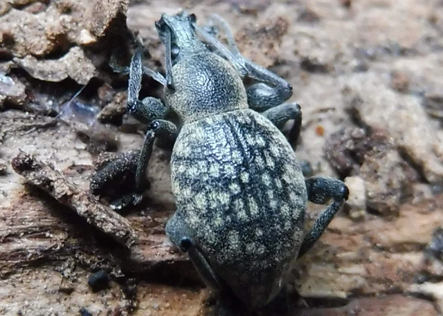 Otiorhynchus multipunctatus - sokpontos gyalogormányos