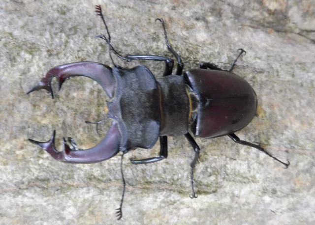 Lucanus cervus - nagy szarvasbogár