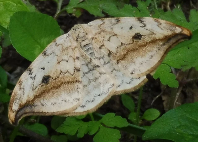 Drepana falcataria - nyárfa-sarlósszövő