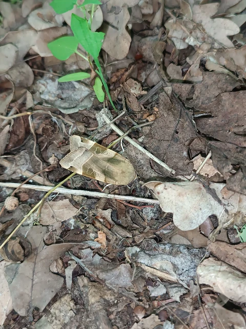 Noctua fimbriata - szélessávú sárgafűbagoly