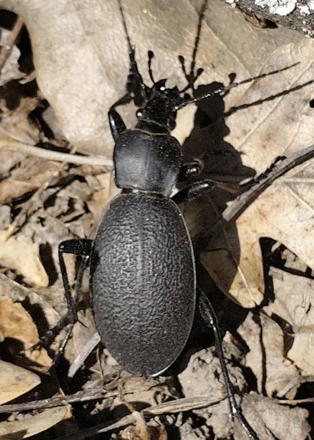 Carabus coriaceus - bőrfutrinka Carabus coriaceus - bőrfutrinka