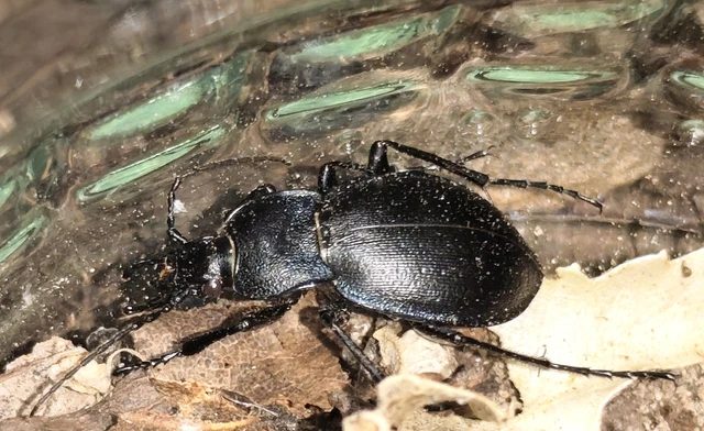 Carabus convexus - selymes futrinka Carabus convexus - selymes futrinka
