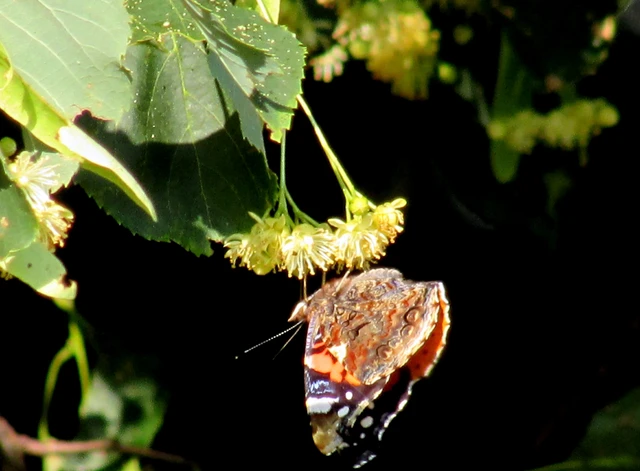 Vanessa atalanta - atalantalepke