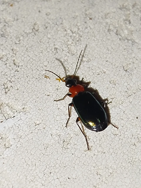Lebia cyanocephala - pompás cserjefutó