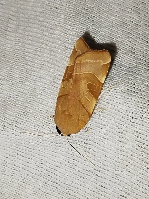 Noctua fimbriata - szélessávú sárgafűbagoly