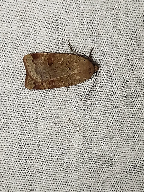 Noctua comes - kis sárgafűbagoly
