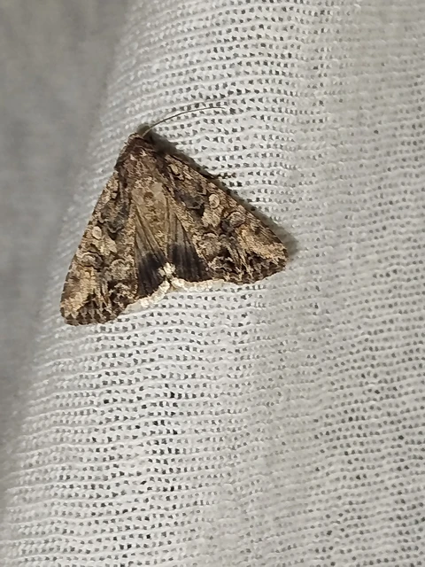 Hadula trifolii - lóherebagoly