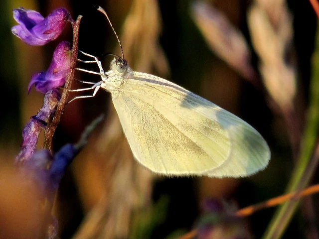 Leptidea sinapis - mustárlepke