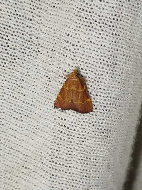 Hypsopygia rubidalis - vörös fényilonca