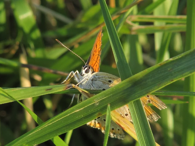 Lycaena dispar rutilus - nagy tűzlepke