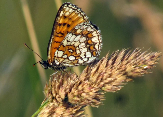 Melitaea athalia - közönséges tarkalepke