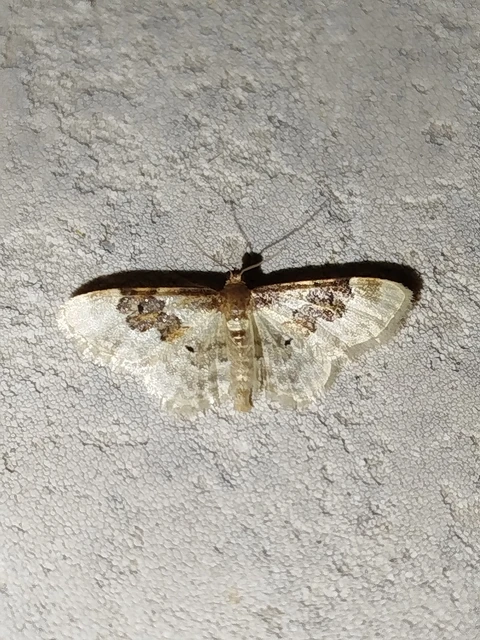 Idaea rusticata - tarka apróaraszoló