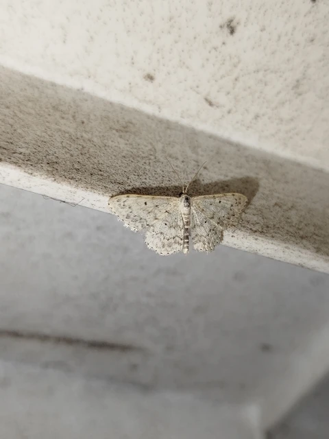 Scopula marginepunctata - pettyes sávosaraszoló