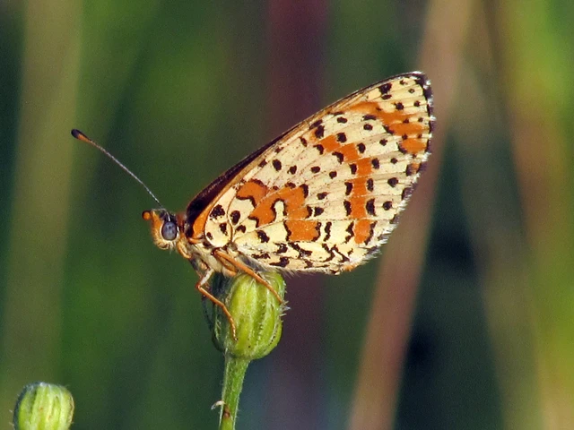 Melitaea didyma - tüzes tarkalepke