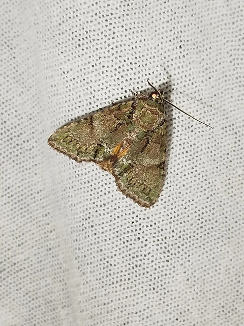 Polyphaenis sericata - selyemfényű erdeibagoly