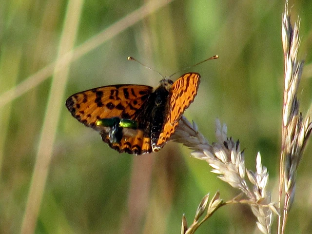 Melitaea didyma - tüzes tarkalepke