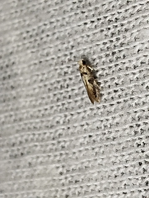 Tineidae - ruhamolyfélék