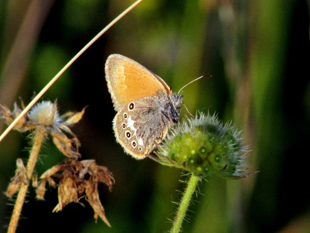 Coenonympha glycerion - közönséges szénalepke
