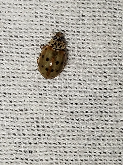 Harmonia quadripunctata - négypettyes katica