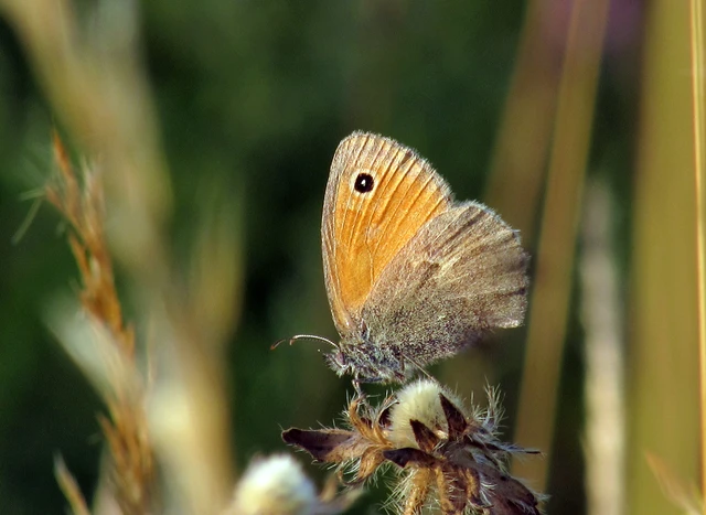 Coenonympha pamphilus - kis szénalepke
