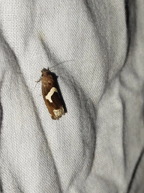Epiblema foenella - kampósfoltú tükrösmoly