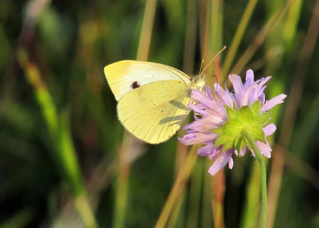 Pieris rapae - répalepke