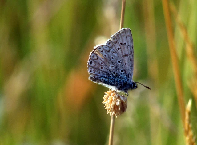 Polyommatus icarus - közönséges boglárka