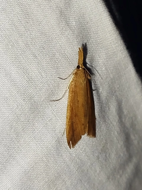 Schoenobius gigantella - óriás nádfúrómoly