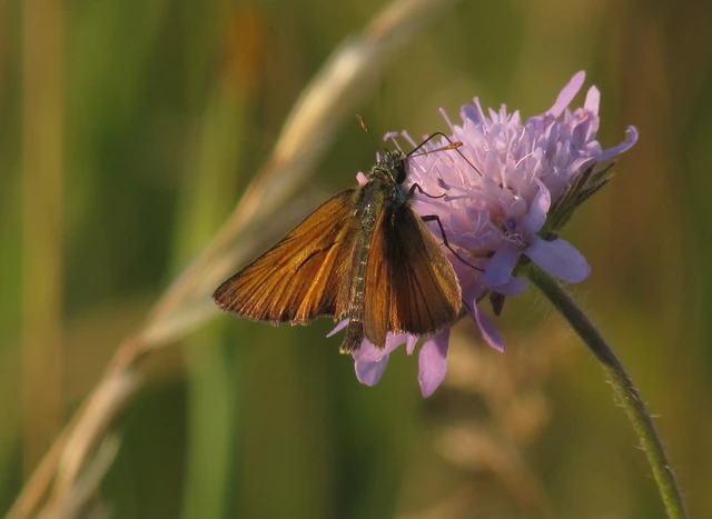 Thymelicus sylvestris - barna busalepke