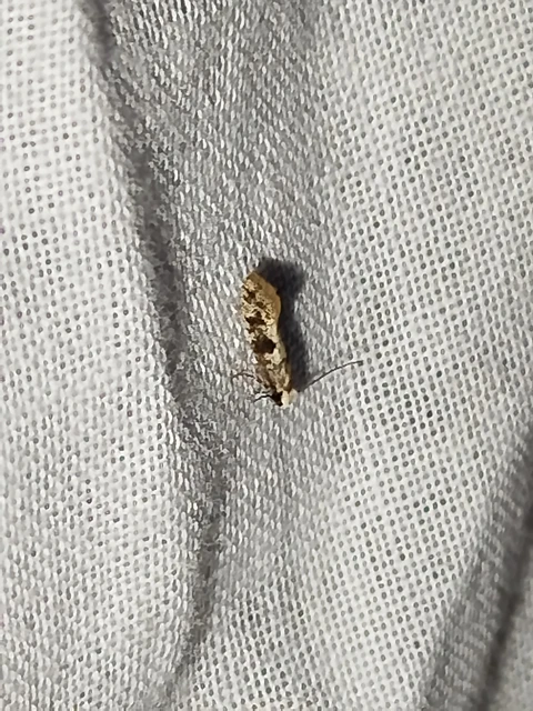 Tineidae - ruhamolyfélék