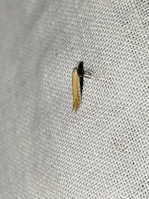 Aspilapteryx tringipennella - útifű-keskenymoly