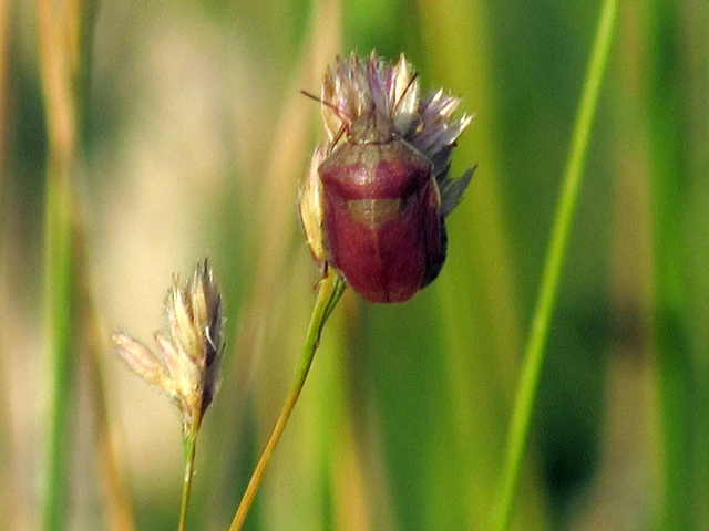 Eurygaster Eurygaster